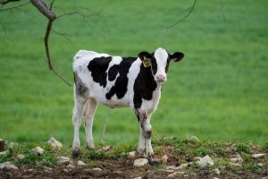 A Holstein calf is seen at Alfred Brandt's dairy farm, which has been in his family since 1840 and has been affected by the industry's supply chain disruptions created by the coronavirus disease (COVID-19), in Linn, Missouri, U.S. April 28, 2020. Brandt, along with other U.S. dairy farmers, has seen a drop in milk prices and has been forced to dump excess milk as a result of the closure of schools, restaurants and coffee shops. REUTERS/Whitney Curtis/File Photo