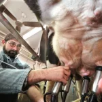 Uncovering the hidden costs of clinical mastitis, lung lesions