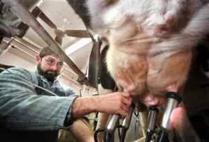 Uncovering the hidden costs of clinical mastitis, lung lesions