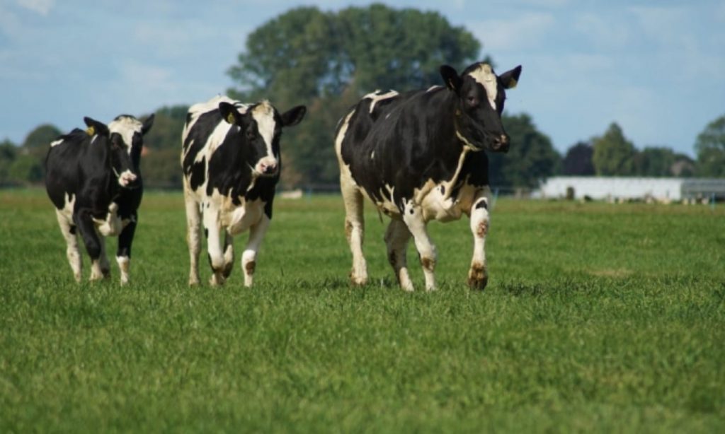 Vermont Organic Dairy