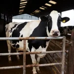 Each of Michael Oakes’ cows gets through about 50kg a day of total mixed ration cattle feed.