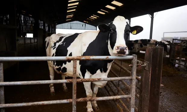 Each of Michael Oakes’ cows gets through about 50kg a day of total mixed ration cattle feed.