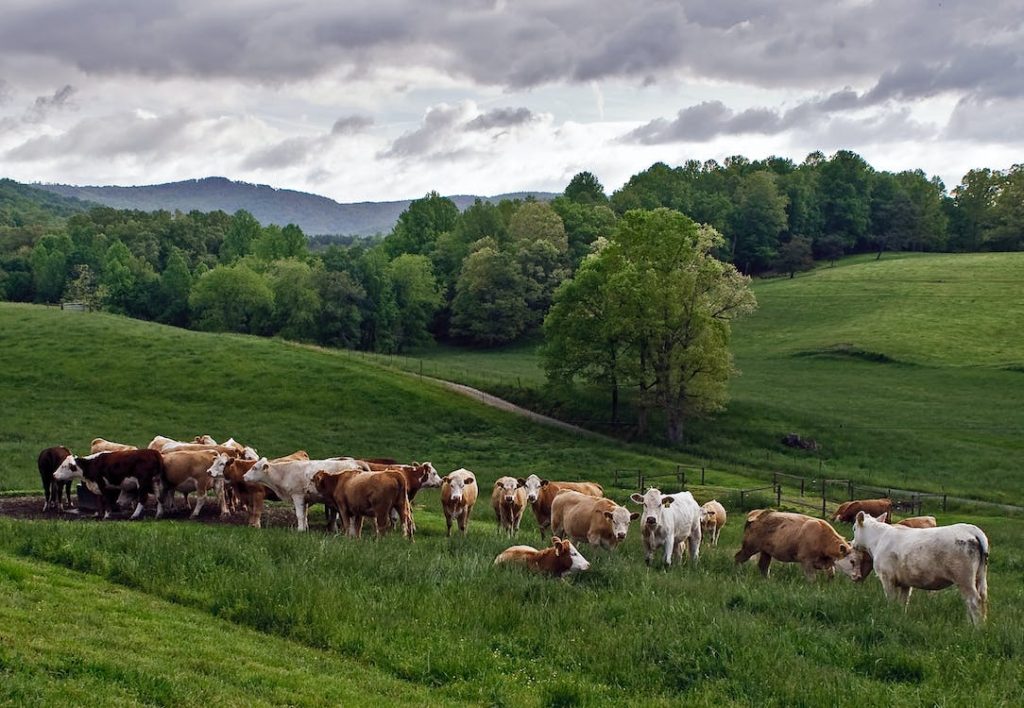 We Must Protect and Support Our Local Dairy Farms