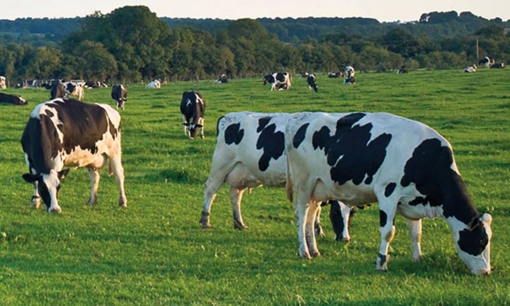 dairy cattle