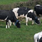 What will characterize the dairy cows of the future