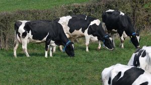 What will characterize the dairy cows of the future