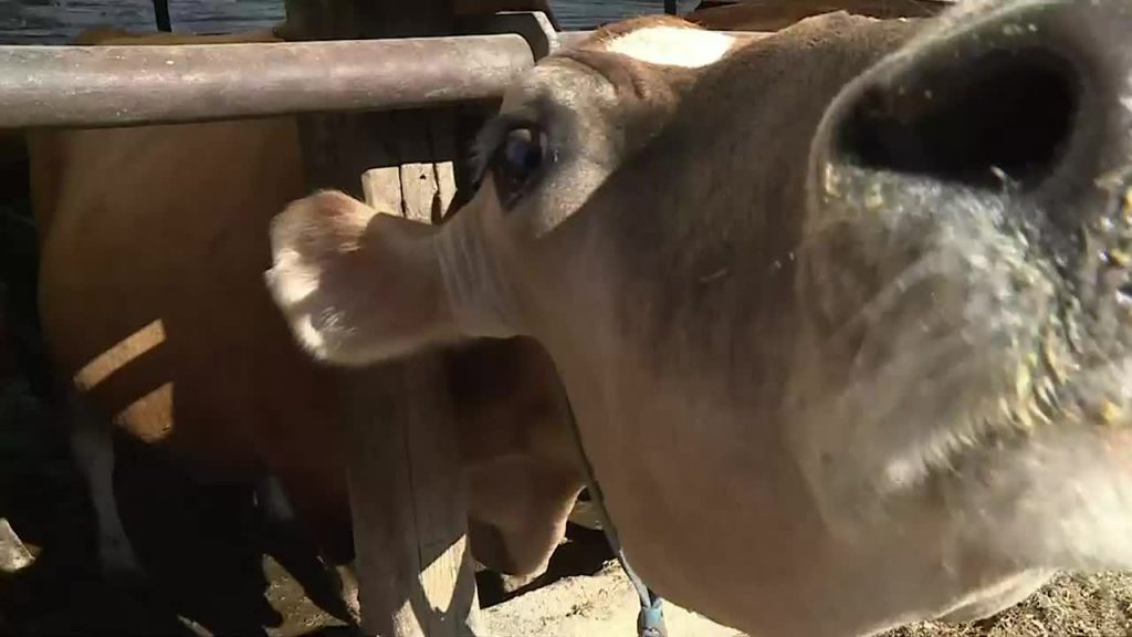 Wisconsin dairy farm closures hit three-year high