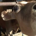 Wisconsin dairy farm closures hit three-year high