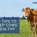 10 Tips to Keep Cows Healthy