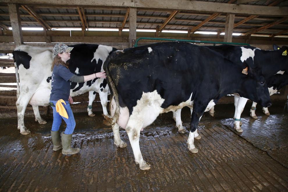 At White Oak Dairy, the farm’s nearly 200 cow are milked twice daily: at 1 p.m. and 2 a.m. Here, some set off to be milked with Kendall Bayley, a head milker.