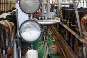 NVZ change would protect milk production say farm unions.