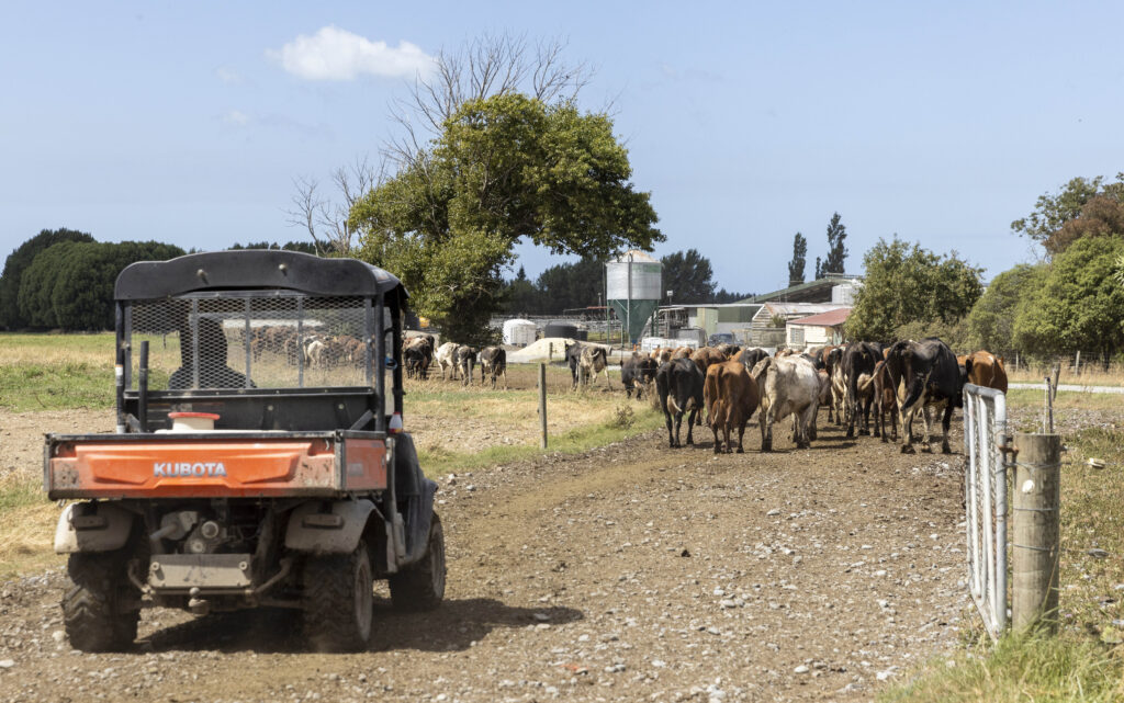 Son and manager Andrew Garrett gets the herd in for afternoon milking.