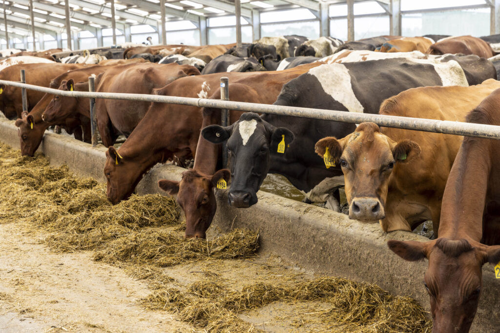 The herd in the barn is well fed Annually they feed about 5000 Freeman bales of silage chopped silage and maize silage brewers grains vegetable waste from Watties