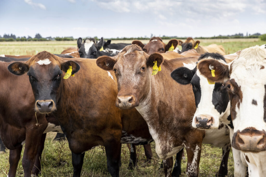 The 1000 cow herd is made up of Milking Shorthorns plus some Friesian Jersey Guernsey Brown Swiss Fleckvieh Montbéliarde and Speckle Park