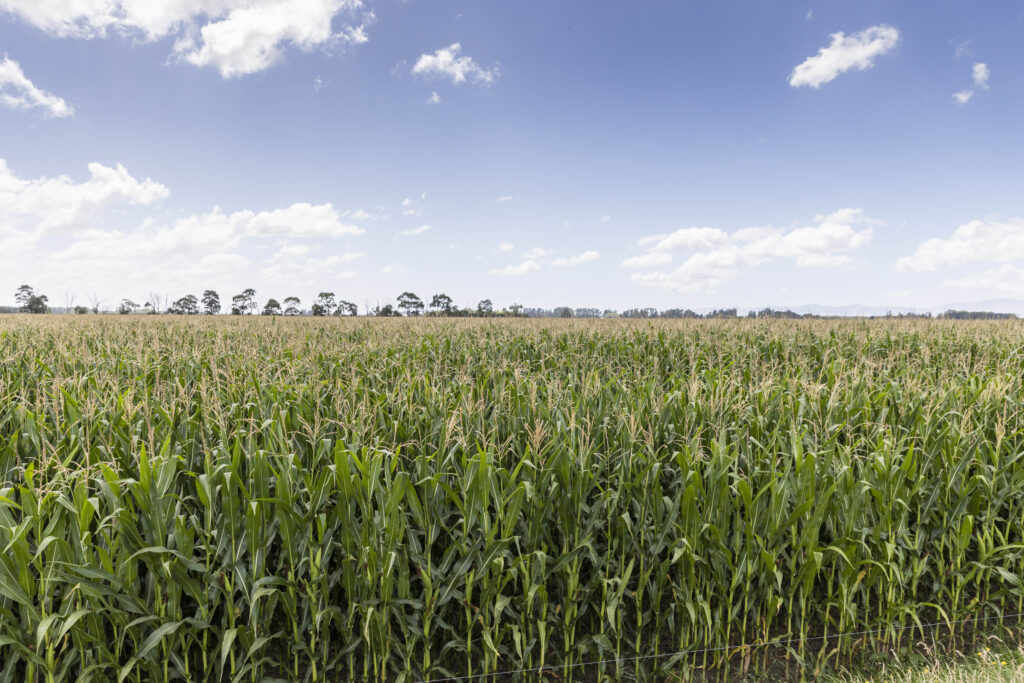 Around 85ha of maize is grown each year on Rushbrook, some of which has been sown in the same paddock for the past 10 years. Apart from a small amount of N at sowing, the only fertiliser the crop gets is effluent.