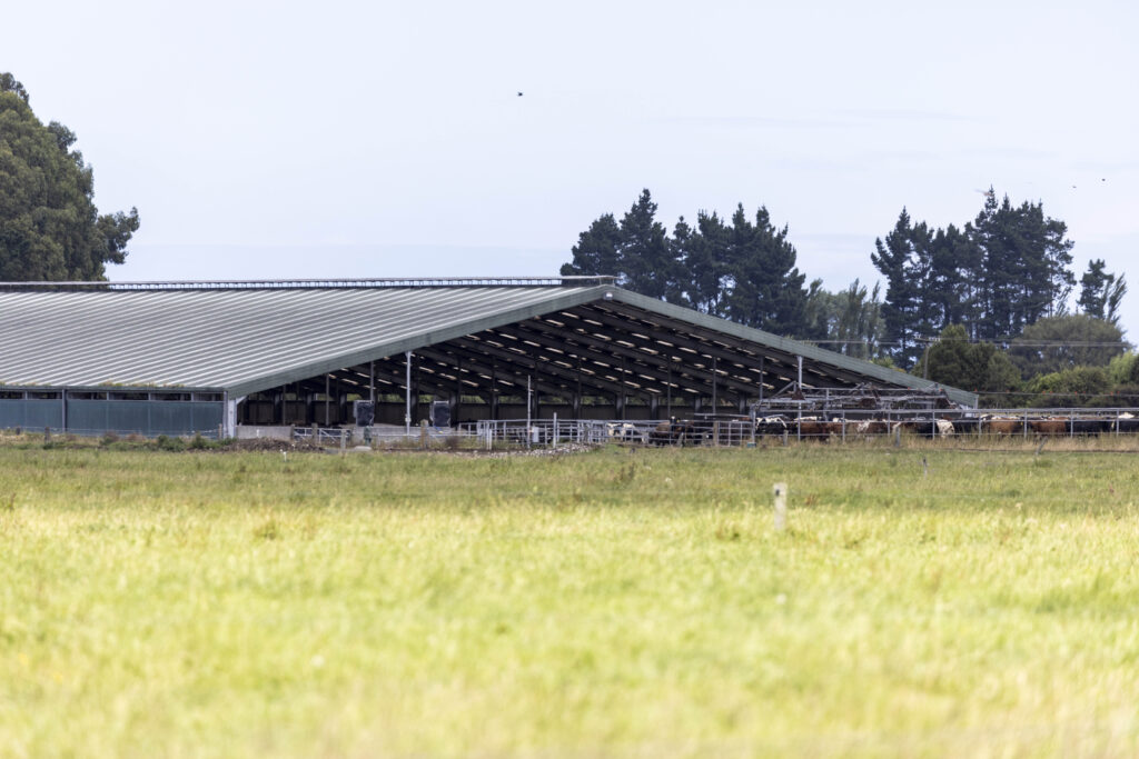 The farm is a hybrid barn and pasture system. It has 897 stalls and can safely hold 1000 cows, or up to 1200 for two or three days if there’s a snowstorm or similar weather event.