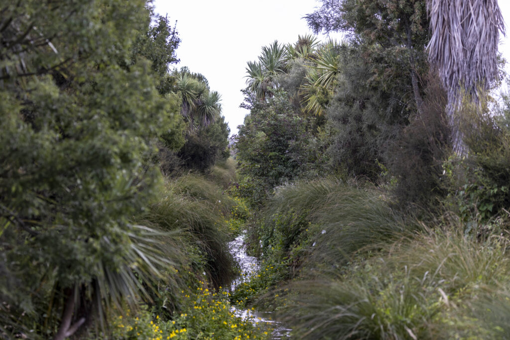 The extensive native planting on the farm and flax, other shrubs and carex along the waterways on Garrett’s farm have won various awards. Riparian planting along the stream that flows through the farm on the way to Te Waihora.