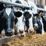 Dairy Market Trends for 2023