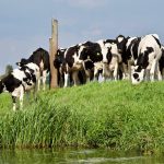 Dairy farmers to face further cuts in March as wholesale markets decline