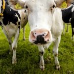 Dairy farmers turn their back on agricultural agreement talks