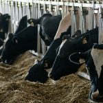 Ripp_dairy_cow_feed07_2727