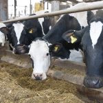 Dairy health and fertility continue upward trend, NMR report shows