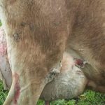 Only a handful of cases of facial eczema in cows will show visible signs of the disease.