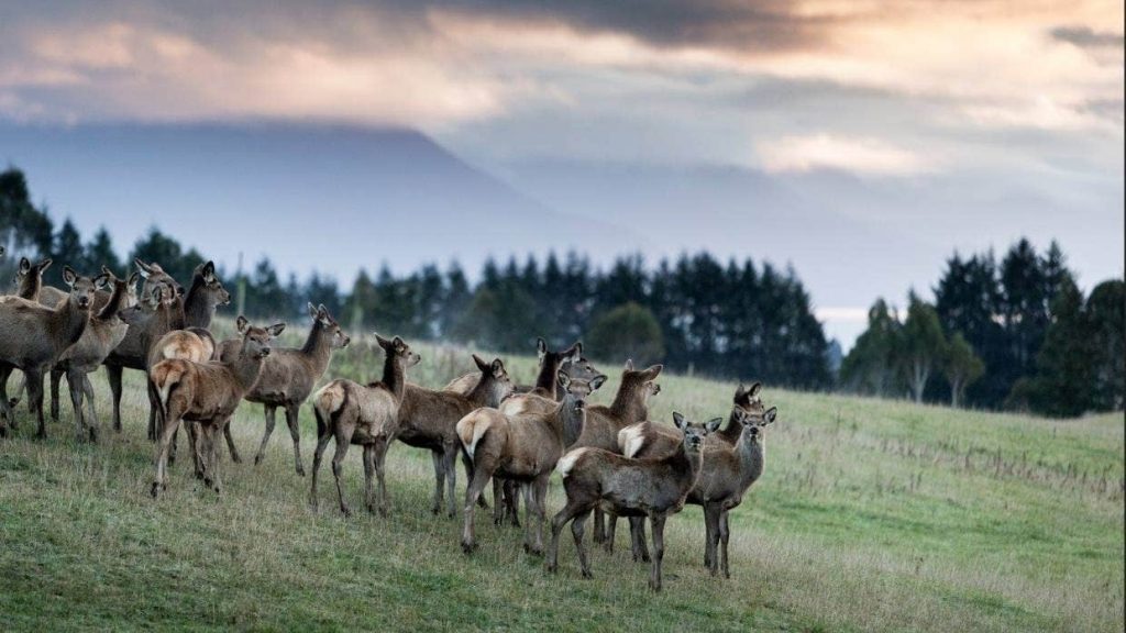 Deer milk is higher in calcium than cow's milk and a good supplement for women over the age of 65, says Pamela von Hurst, a professor of human nutrition.