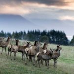 Deer milk is higher in calcium than cow's milk and a good supplement for women over the age of 65, says Pamela von Hurst, a professor of human nutrition.