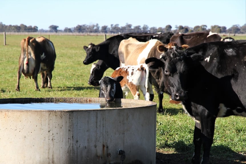 Farmers take on renewable energy sources in face of rising electricity costs4