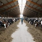 Global first for Australian dairy with release of National Guidelines for Dairy Feedpads and Contained Housing