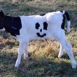 'Happy' the calf was born with markings resembling a smiley face.