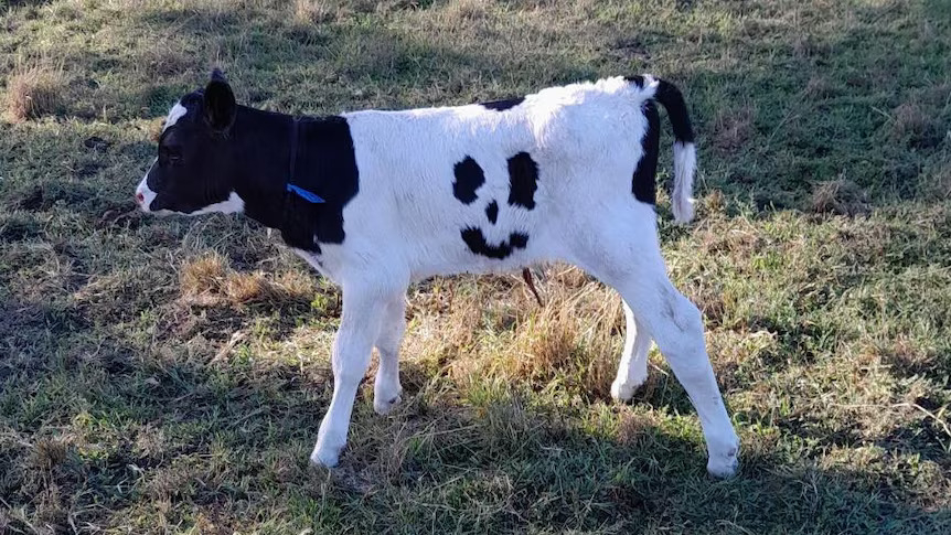 'Happy' the calf was born with markings resembling a smiley face.