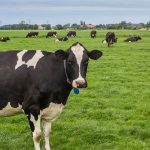 Cows graze in the pasture.