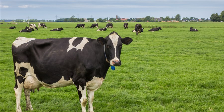 Cows graze in the pasture.