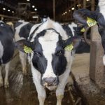 How Dairy Farmers Are Turning Manure Into Money