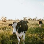 How dairy farmers are fulfilling their sustainability promises via technology