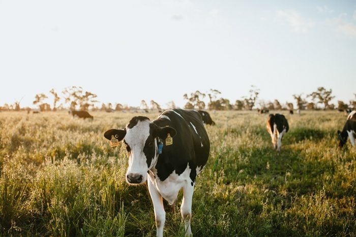 How dairy farmers are fulfilling their sustainability promises via technology