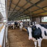 Dairy cows in the transition period are more prone to longer headlock times because of the necessity to closely monitor the animal for post-calving evaluations and treatment of health disorders.