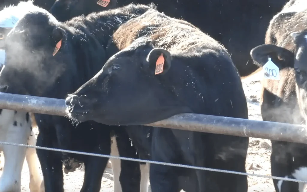 How the Canadian dairy industry can become a sustainable source of beef