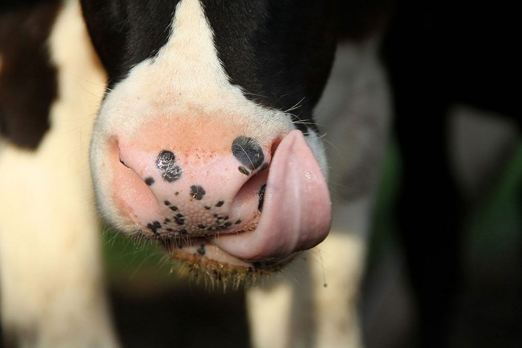 Illinois dairy farmers focus on margins, dietary guidelines