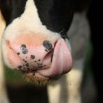 Illinois dairy farmers focus on margins, dietary guidelines