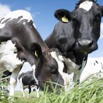 Large milk price cuts intensify pressure on dairy farmers