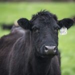 MSU Dairy Farms offers days for students to de-stress by petting cows