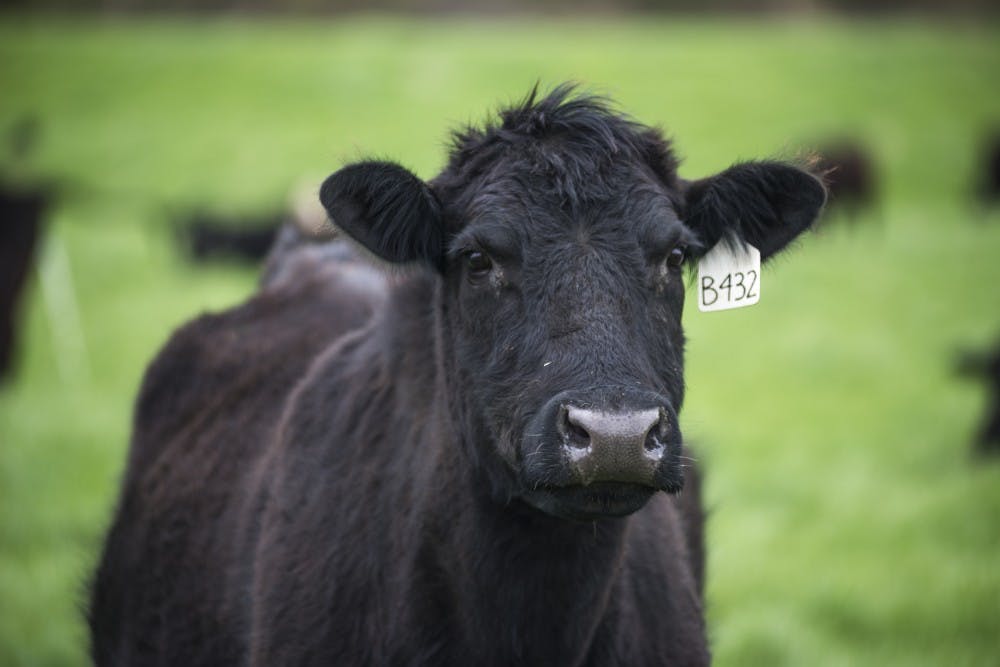 MSU Dairy Farms offers days for students to de-stress by petting cows