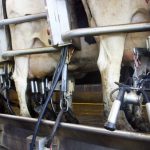 Domestic milk intake by creameries and pasteurisers was estimated at 178.8m litres for January 2023, a decrease when compared with January 2022.