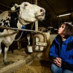 AARON LAVINSKY, STAR TRIBUNE Marcia Endres photographed alongside a research cow back on April 10, 2018, at the University of Minnesota’s St. Paul campus