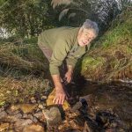 Numbers up for endangered whitebait and kanakana in dairy farmers' streams