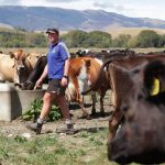 Dairy farmer Adam McCall of Kelso, in Eastern Southland, says milking once a day has many benefits, and that the farm produces less milk but saves money as costs are lower.