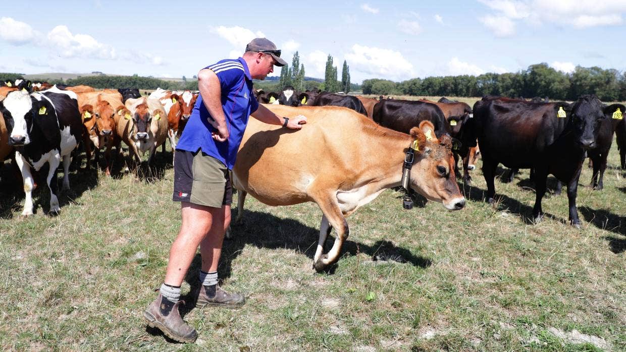 McCall says, by choosing cows that can eat a lot and produce a lot of milk the system works